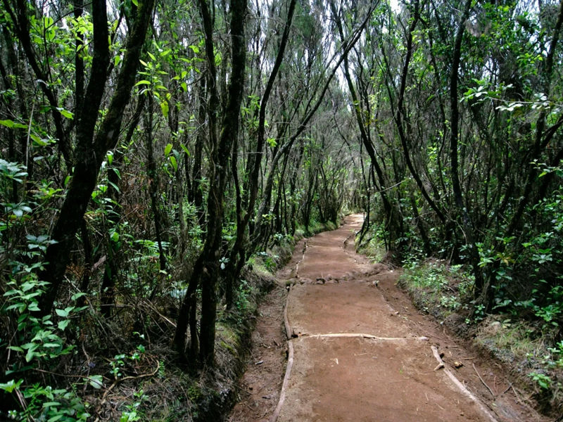 Kilimanjaro Day Trek with Aika Adventure & Safari